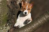 BASENJI 236